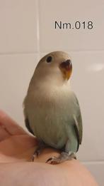 Handtamme baby agapornis. +/- 6 weken oud. zie beschrijving., Geslacht onbekend, Dwergpapegaai of Agapornis, Geringd