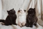 Prachtige Ragdoll blue solid kittens (poesjes), Dieren en Toebehoren, Meerdere dieren, Gechipt