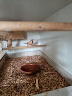 Te koop spitsstaartamadines, Dieren en Toebehoren, Meerdere dieren, Tropenvogel