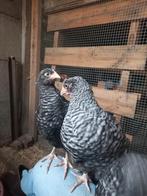 Broedeieren van Noord Hollandse Blauwe hoenders/ kippen, Meerdere dieren, Kip