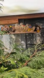 Diverse tropen, Meerdere dieren