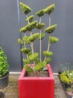 Bonsai taxus met multibollen in plantbak, Bloeit niet, Halfschaduw, Overige soorten, 100 tot 250 cm