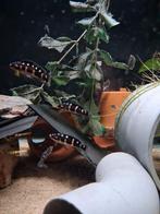 Julidochromis transcriptus black, Vis