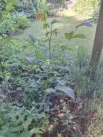 Jonge walnotenboom , Tuin en Terras, Planten | Fruitbomen, Ophalen, Minder dan 100 cm, Walnotenboom