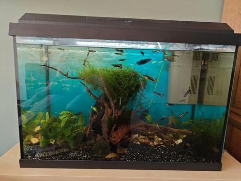 Aquarium Juwel primolux 60, Dieren en Toebehoren, Vissen | Aquaria en Toebehoren, Zo goed als nieuw, Gevuld zoetwateraquarium