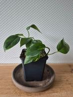 Epipremnum aureum, Huis en Inrichting, Kamerplanten, Ophalen of Verzenden, Overige soorten, Minder dan 100 cm
