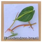 14. philodendron brasil stekje, Ophalen of Verzenden