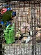 Lori van de blauwe bergen, Dieren en Toebehoren, Vogels | Parkieten en Papegaaien, Geslacht onbekend, Papegaai, Geringd
