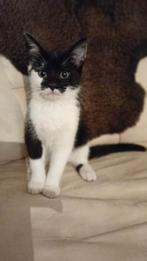 Dit katertje is opzoek naar jou, Dieren en Toebehoren, Katten en Kittens | Overige Katten, Meerdere dieren