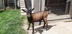 Te koop, mooie dwerg bok bruin., Dieren en Toebehoren, Schapen, Geiten en Varkens, Mannelijk, Geit, 0 tot 2 jaar