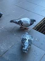 twee postduiven te koop, Meerdere dieren, Postduif