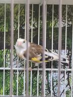 Mooi majoor putter pop skarbate 2025, Dieren en Toebehoren, Vogels | Overige Vogels, Vrouwelijk, Wildzangvogel