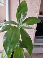 Callisia fragrans plant, Huis en Inrichting, Kamerplanten, Ophalen, Overige soorten, Minder dan 100 cm