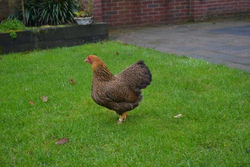 Wyandotte Kriel Meerzomig patrijs, Dieren en Toebehoren, Pluimvee, Kip, Meerdere dieren