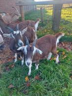 Mooie toggenburger geitjes, Dieren en Toebehoren, Vrouwelijk, Geit