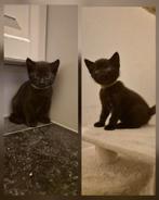 Kittens te koop 2 tijgers/cypers, 4 zwarte, Dieren en Toebehoren, Katten en Kittens | Overige Katten, Meerdere dieren, Kortharig