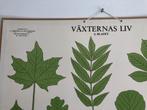 Diverse vintage Zweedse schoolplaten botanisch, Natuur en Biologie, Ophalen of Verzenden
