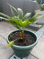 Palmboom Trachycarpus Fortunei, Tuin en Terras, Ophalen of Verzenden, Bloeit niet, Overige soorten, Volle zon