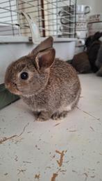 3 baby konijntjes te koop, Dieren en Toebehoren, Konijnen, Meerdere dieren, Dwerg, Hangoor