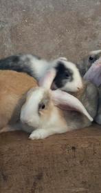 Konijnen dwerg hangoor X duitse reus, Dieren en Toebehoren, Konijnen, Mannelijk, Groot, Hangoor