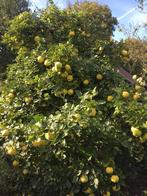 kweeperen, Tuin en Terras, Ophalen of Verzenden