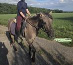 Knappe lieve pony, Ruin, C pony (1.27m tot 1.37m), Gechipt, 3 tot 6 jaar