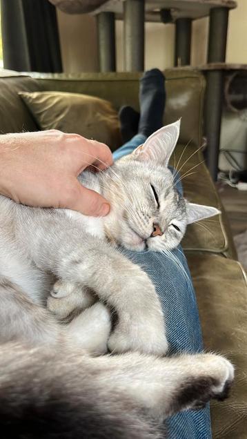 Vrolijke, sociale Cooper (4) zkt. nieuw, liefdevol thuis