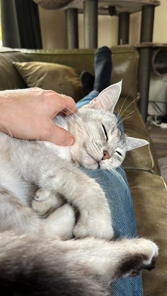 Vrolijke, sociale Cooper (4) zkt. nieuw, liefdevol thuis, Dieren en Toebehoren, Katten en Kittens | Overige Katten, Kortharig