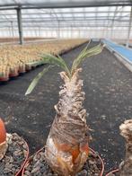 Caudex Boophane Disticha uit Zuid Afrika in 13 cm pot, Overige soorten, Ophalen of Verzenden, In pot, Minder dan 100 cm