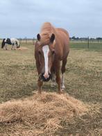 Verzorger gezocht, Dieren en Toebehoren, Paarden en Pony's | Verzorgingsproducten, Ophalen