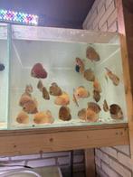 Discusvissen Van Living Color Waterworld