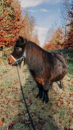 Verzorger gezocht in Leusden, Dieren en Toebehoren, Ophalen of Verzenden