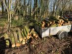 haardhout stammen, Tuin en Terras, Haardhout, Minder dan 3 m³, Ophalen, Eikenhout, Stammen