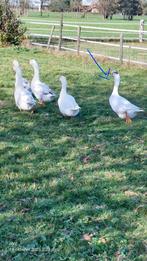 Ganzen te koop, Meerdere dieren, Gans of Zwaan