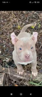 American bully micro, Eén persoon
