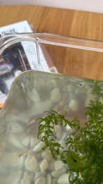 Baby guppies, Dieren en Toebehoren, Vissen | Aquariumvissen
