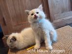 Raszuivere ragdoll kittens --> knappies, Meerdere dieren, Ontwormd, 0 tot 2 jaar