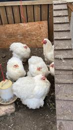 Broedeieren Cochin groothoender Wit, Dieren en Toebehoren, Geslacht onbekend, Kip