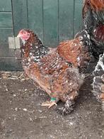 Broedeieren brahma, Dieren en Toebehoren, Pluimvee, Geslacht onbekend, Kip