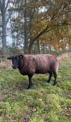 Zwart schaap, Dieren en Toebehoren, Schapen, Geiten en Varkens, Vrouwelijk, Schaap