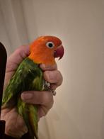 Agapornis dwergpapegaai opaline jong tam, Dieren en Toebehoren, Vogels | Parkieten en Papegaaien, Geslacht onbekend, Dwergpapegaai of Agapornis
