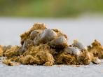 Gratis paardenmest, Tuin en Terras, Aarde en Mest, Ophalen, Mest