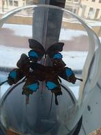 LAATSTE KANS VLINDERS WIJ GAAN SLUITEN, Ophalen of Verzenden, B, H, B