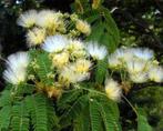 albizia kalkora, Ophalen of Verzenden, Voorjaar, Volle zon