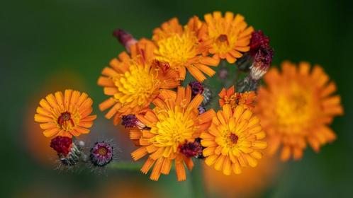 ORANJE HAVIKSKRUID ( NU PLanttijd ) 4 voor 5,00, Tuin en Terras, Planten | Tuinplanten, Ophalen of Verzenden