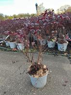 Physocarpus opulifolius Lady in Red - 5L Pot, Overige soorten, Lente, Minder dan 100 cm, Ophalen