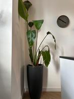 Elho pot incl plant, Tuin en Terras, Bloempotten, Ophalen, Kunststof, Gebruikt, 40 cm of meer