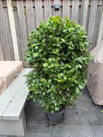 Ficus microcarpa, Huis en Inrichting, Kamerplanten, Ophalen of Verzenden, Ficus, In pot, Halfschaduw