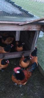 2 jonge vorwerk hennen, Vrouwelijk, Kip