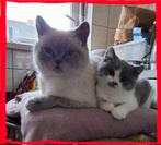 Britse korthaar kitten de laatste, mag gelijk mee bij klik, Meerdere dieren, Ontwormd, 0 tot 2 jaar